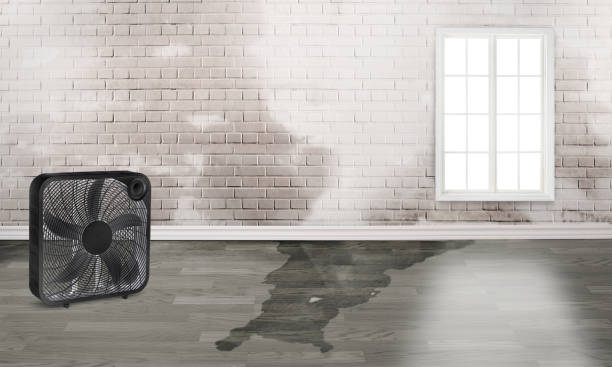 Best Carpet water damage restoration  in St Charles, MN